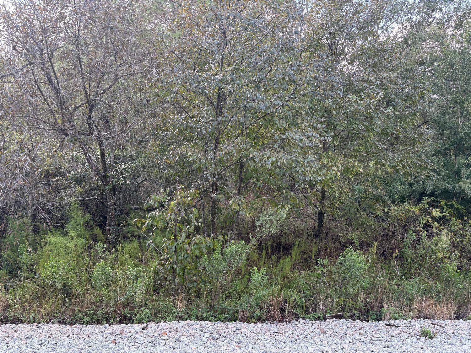 A view of a wooded area with trees and brush bordering a gravel surface — 0 County Rd 54, FL 33849, FL