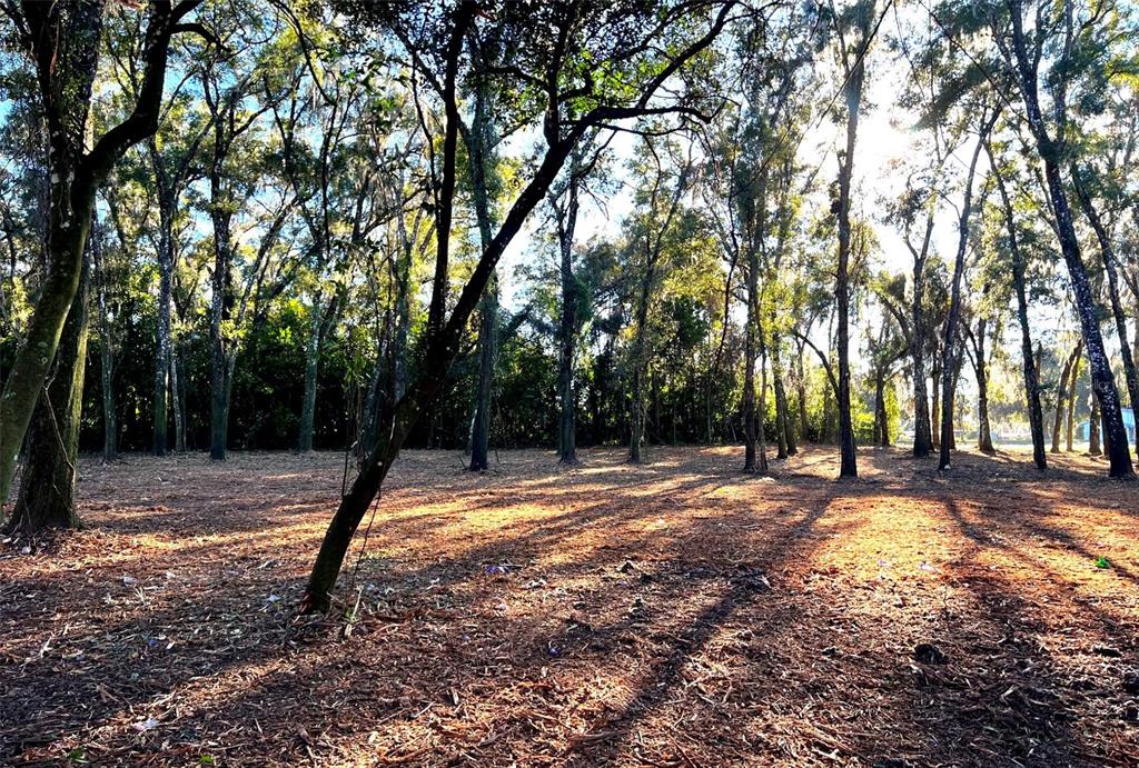 A wooded lot with tall trees and a ground covered in brown pine needles — 18376 US HWY 301, DADE CITY, FL
