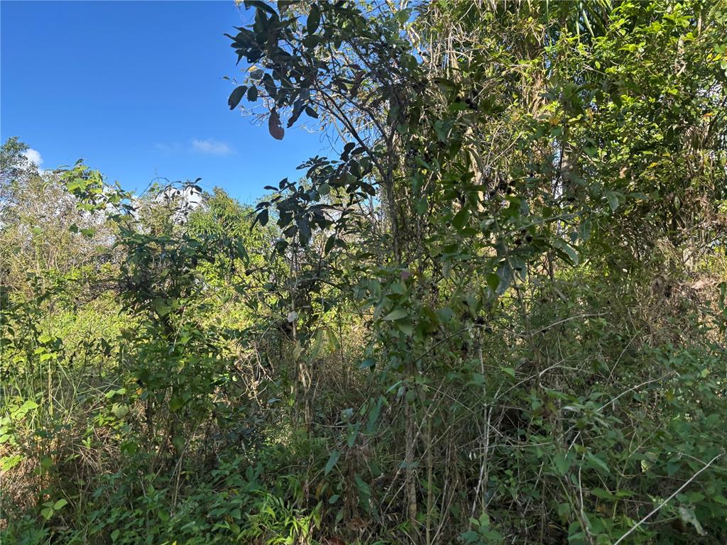 A view of dense, overgrown vegetation and trees under a clear blue sky — 857 KM 5.2, CAROLINA, PR