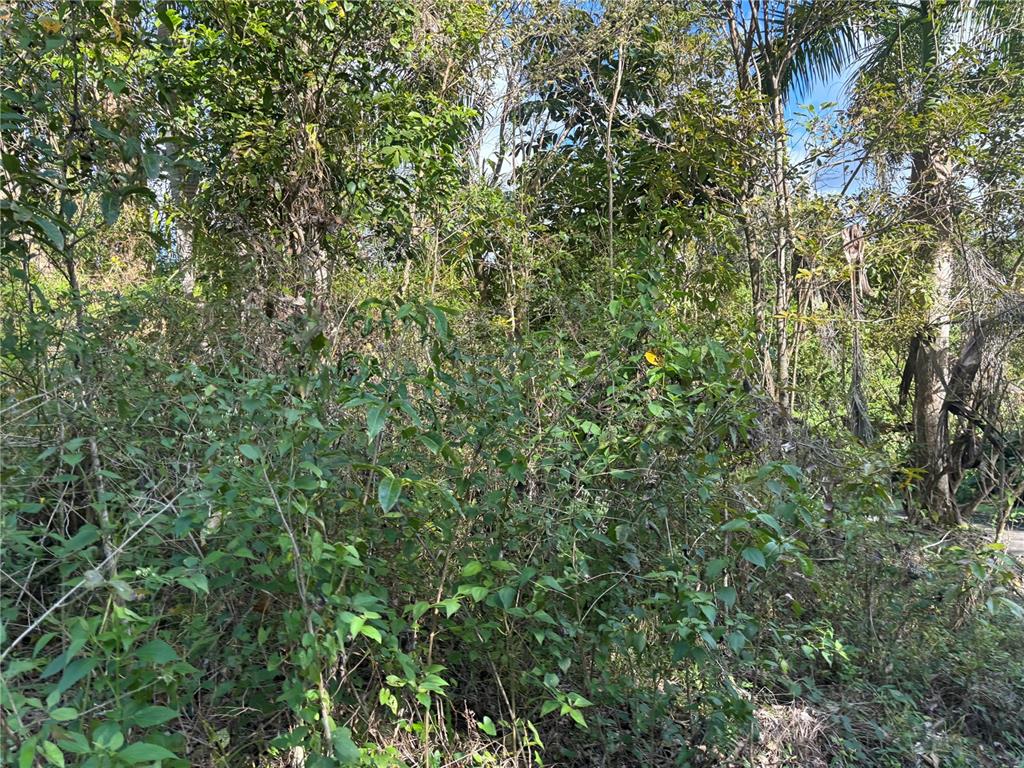 A dense, overgrown area of trees and shrubs fills the frame in this outdoor view — 857 KM 5.2, CAROLINA, PR