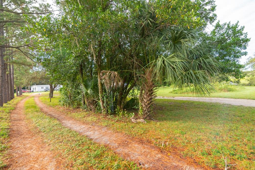 A dirt driveway leads past a cluster of palm trees toward a distant white house — 9358 HARNEY ROAD, THONOTOSASSA, FL