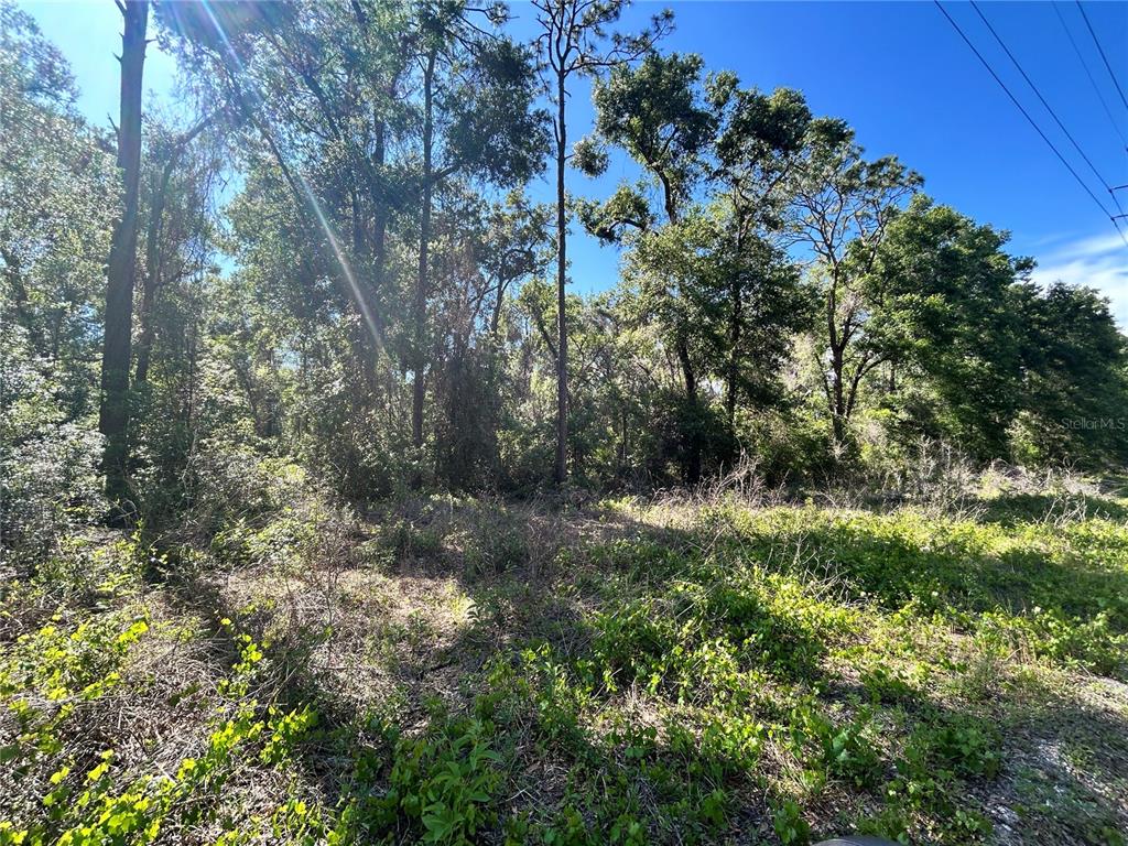 A wooded lot with dense green vegetation and tall trees under a clear blue sky — 9319 S FLORIDA AVENUE, FLORAL CITY, FL