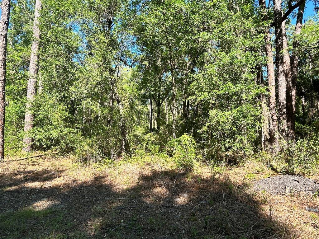 A view of a wooded lot with dense trees and ground-level brush — 9319 S FLORIDA AVENUE, FLORAL CITY, FL