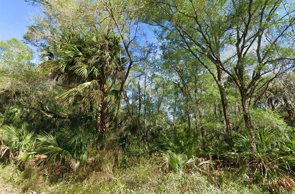 A dense, wooded lot features a mix of tall trees and low-lying palmetto bushes — 10772 WEST HEATH COURT, CRYSTAL RIVER, FL