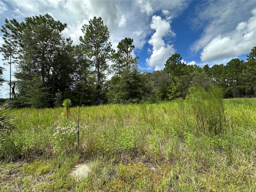 A grassy, undeveloped lot features tall weeds and a dense line of trees behind it — TBD SE 130TH COURT, DUNNELLON, FL