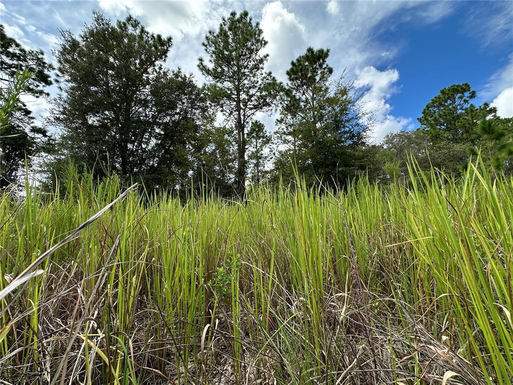 A low-angle view of tall green grass in a field with pine trees behind — TBD SE 130TH COURT, DUNNELLON, FL