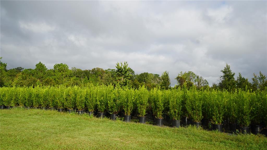 A row of potted evergreen trees stands in a grassy field under a cloudy sky — 00 DOUGLAS ROAD, GROVELAND, FL