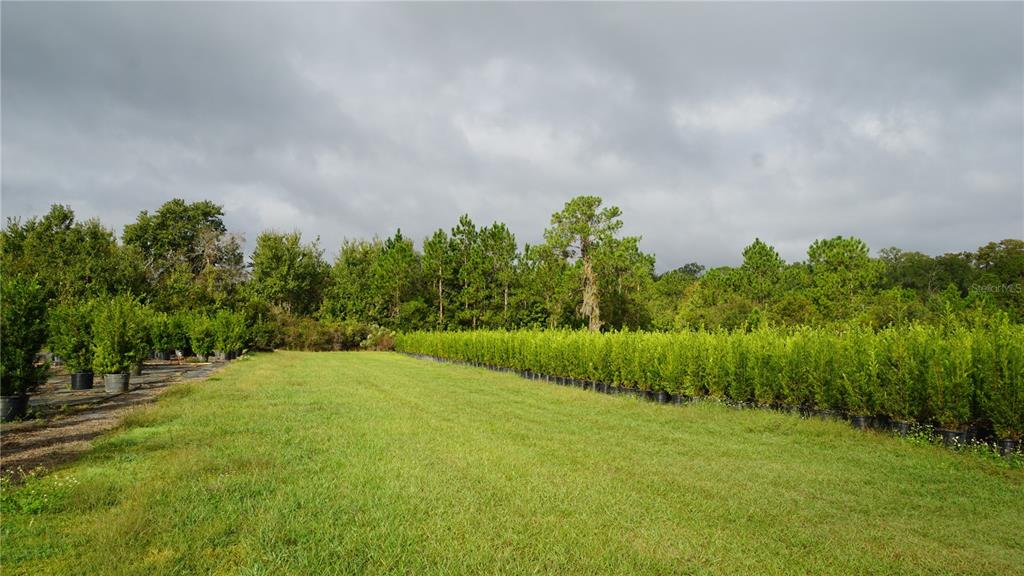 A grassy field features rows of potted evergreen trees leading toward a dense forest line — 00 DOUGLAS ROAD, GROVELAND, FL