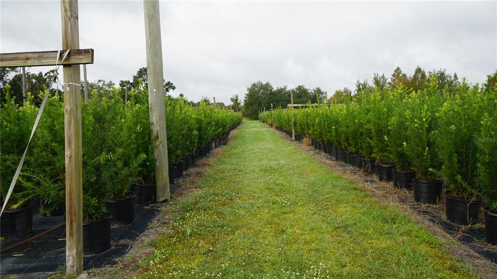 Rows of potted evergreen trees line a grassy path in an outdoor nursery — 00 DOUGLAS ROAD, GROVELAND, FL
