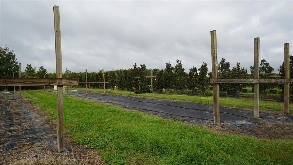 A row of wooden posts and horizontal beams stands in a field of potted trees — 00 DOUGLAS ROAD, GROVELAND, FL