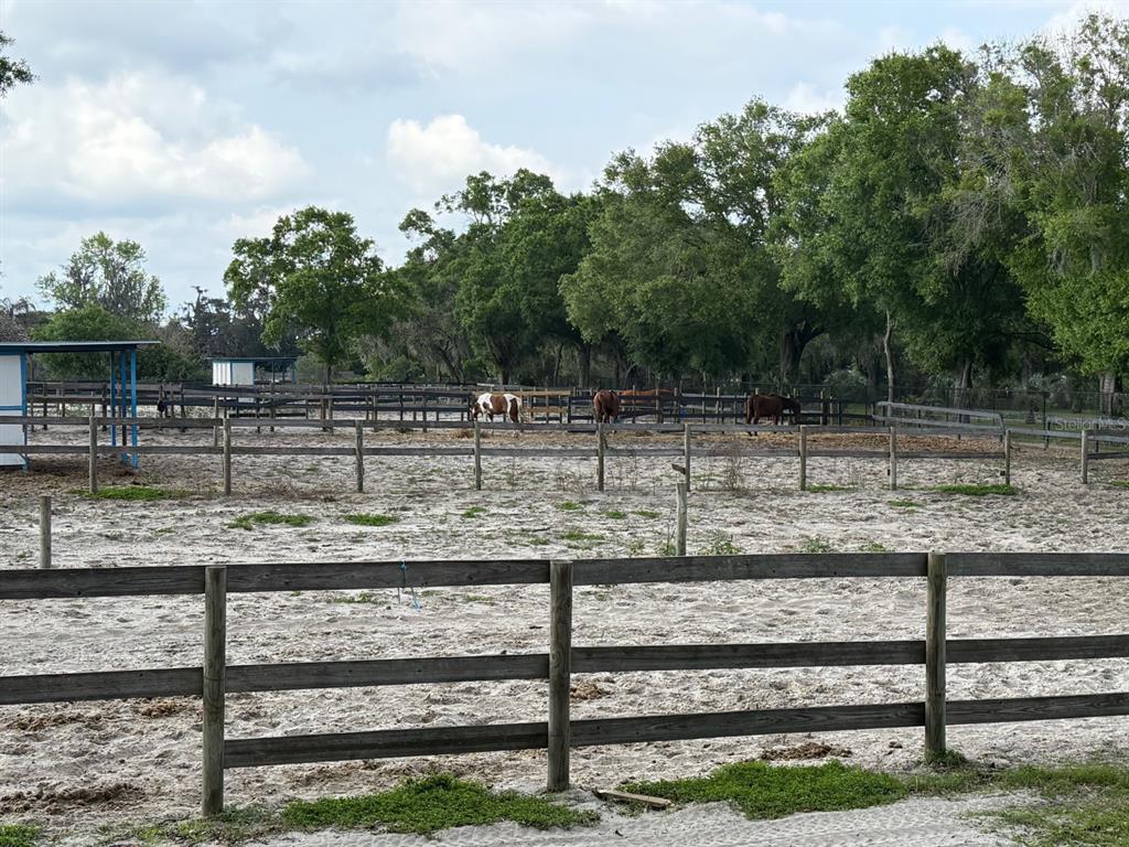 A fenced dirt paddock contains three horses with a line of trees in the background — 16315 MCGLAMERY ROAD, ODESSA, FL