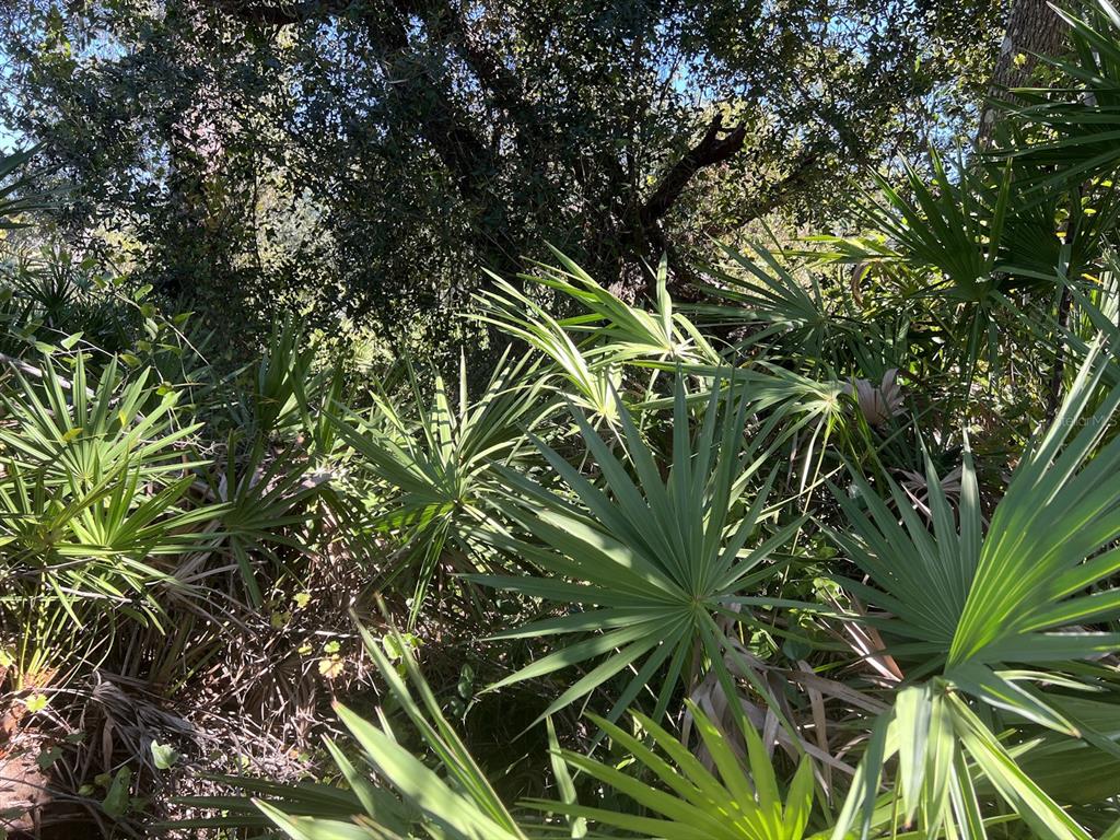 A dense cluster of saw palmetto plants grows beneath a canopy of large trees — DE LEON DRIVE, NORTH PORT, FL