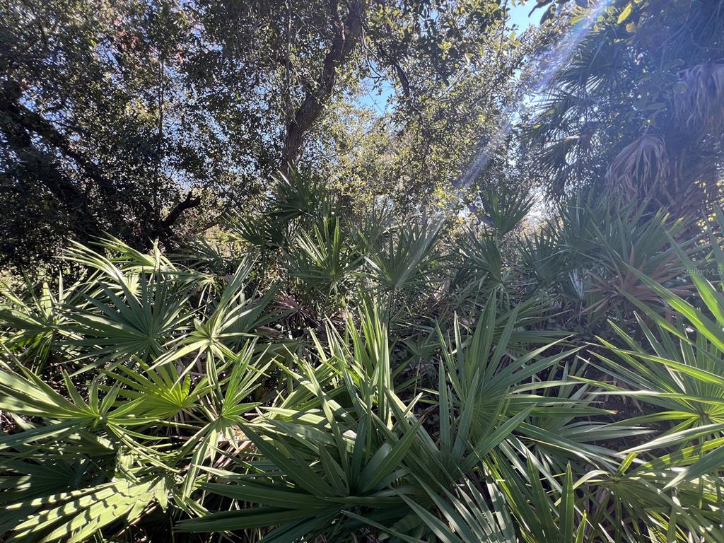 A dense thicket of saw palmetto plants grows beneath a canopy of mature trees — DE LEON DRIVE, NORTH PORT, FL