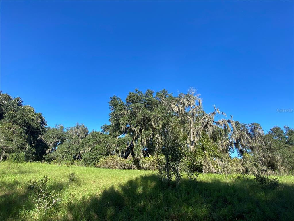 A grassy field sits in front of a line of trees draped with Spanish moss — 7373 E SAVANNAH COURT, FLORAL CITY, FL