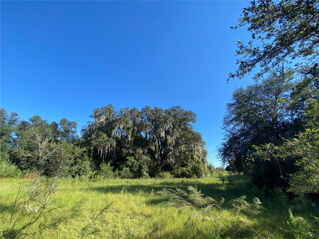 A grassy field leads to a cluster of large, moss-draped trees under a clear sky — 7373 E SAVANNAH COURT, FLORAL CITY, FL