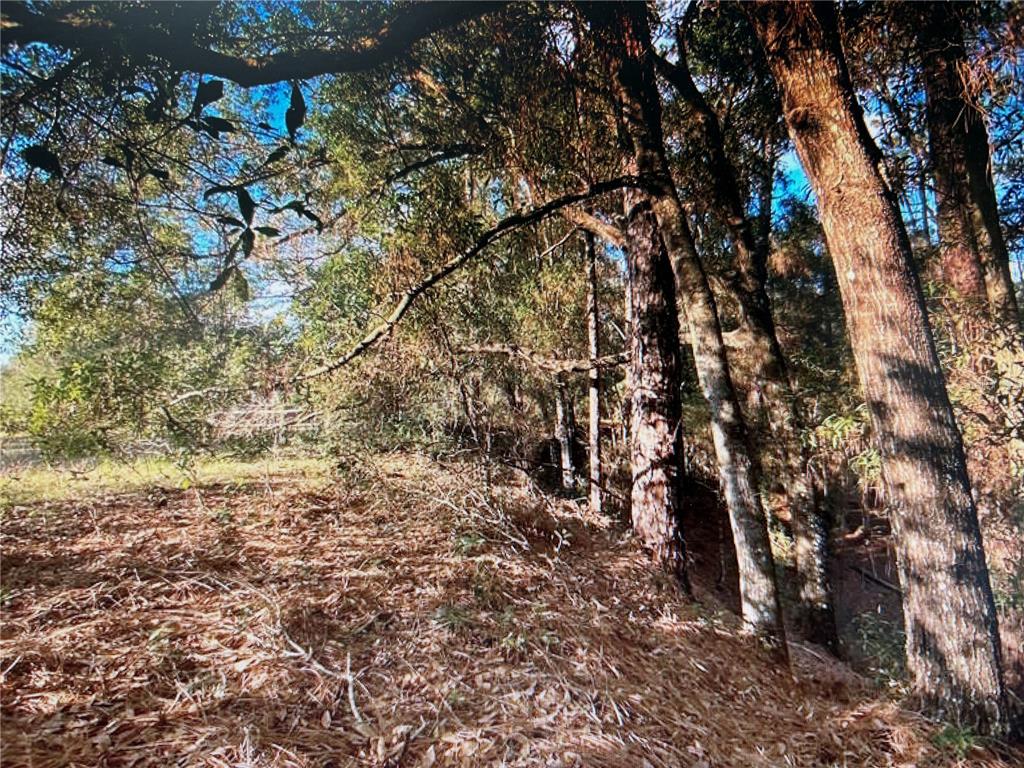 A wooded area with tall trees and a ground covered in fallen leaves and pine needles — 7373 E SAVANNAH COURT, FLORAL CITY, FL