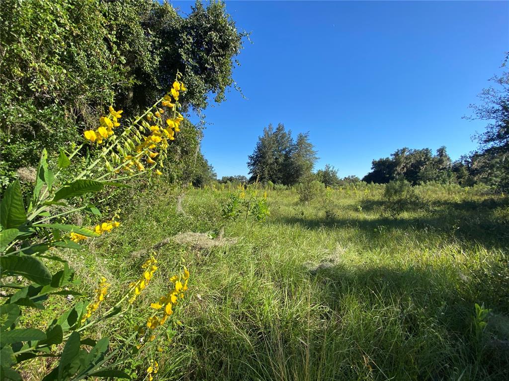 A grassy, sunlit field features a tall plant with yellow flowers in the foreground — 7373 E SAVANNAH COURT, FLORAL CITY, FL