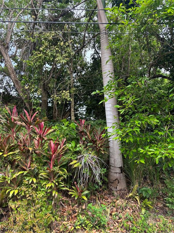 A tall palm tree stands among lush tropical foliage and dense trees in a yard — RD 842 KM 4.6 INT, SAN JUAN, PR