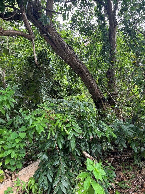 A view of a wooded area with a leaning tree trunk surrounded by dense foliage — RD 842 KM 4.6 INT, SAN JUAN, PR
