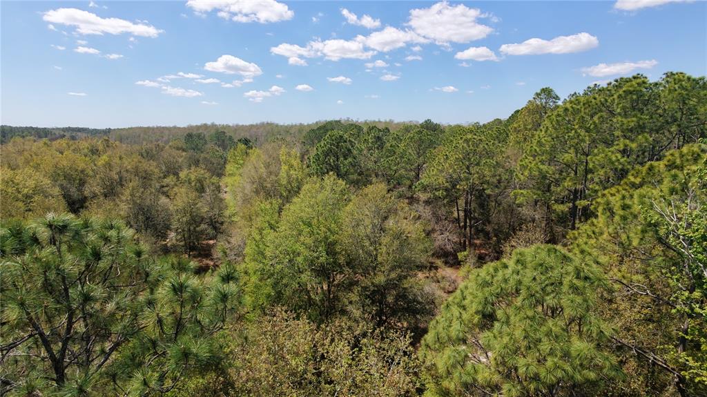 An elevated view of a dense, sunlit forest with various pine and deciduous trees — LOS ROBLES DRIVE, GROVELAND, FL