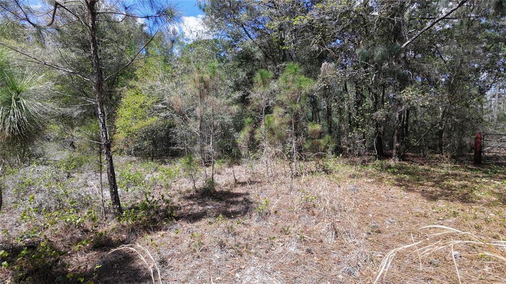 A wooded lot with pine trees and dry brush under a bright blue sky — LOS ROBLES DRIVE, GROVELAND, FL