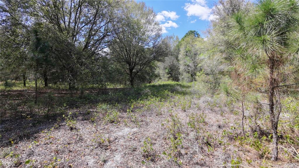 A wooded, undeveloped lot features sandy ground, low-lying shrubs, and various mature trees — LOS ROBLES DRIVE, GROVELAND, FL
