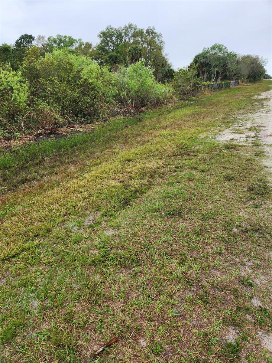 A grassy roadside area borders a dense line of trees and shrubs under a cloudy sky — 15679 NW 296th Street, Okeechobee FL 34972, OKEECHOBEE, FL
