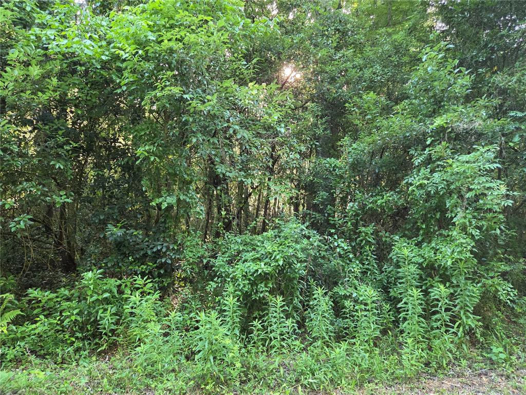 A dense, wooded lot with thick green vegetation and trees under a bright sky — 15929 NW 135TH TERRACE, ALACHUA, FL
