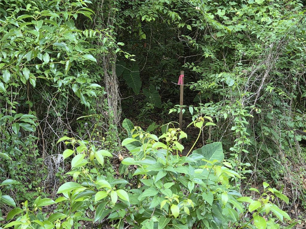 A wooden survey stake with a pink ribbon stands in a dense, overgrown wooded area — 15929 NW 135TH TERRACE, ALACHUA, FL