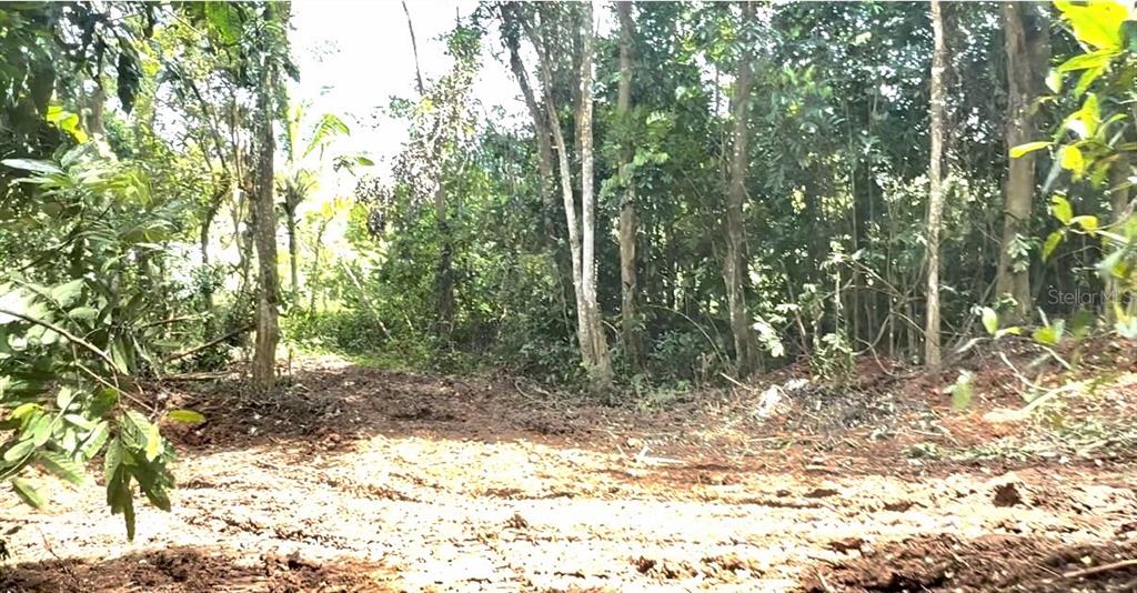 A dirt path cleared through a wooded area with visible tire tracks in the mud — SECTOR LOS LÓPEZ, CAYEY, PR
