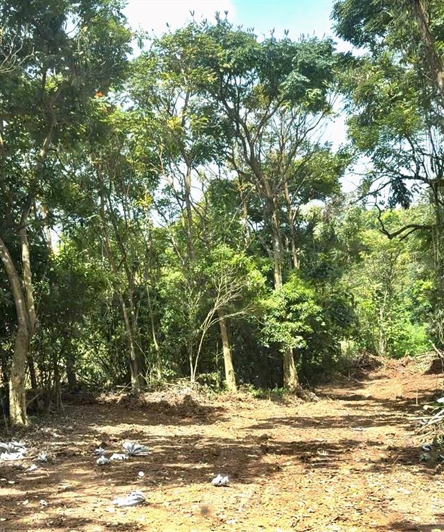 A cleared dirt area sits in front of a dense, wooded forest — SECTOR LOS LÓPEZ, CAYEY, PR