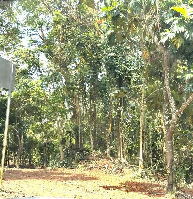 A dirt clearing sits in front of a dense forest of tall, leafy green trees — SECTOR LOS LÓPEZ, CAYEY, PR
