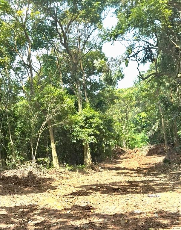 A cleared dirt lot sits in front of a dense, wooded forest area — SECTOR LOS LÓPEZ, CAYEY, PR
