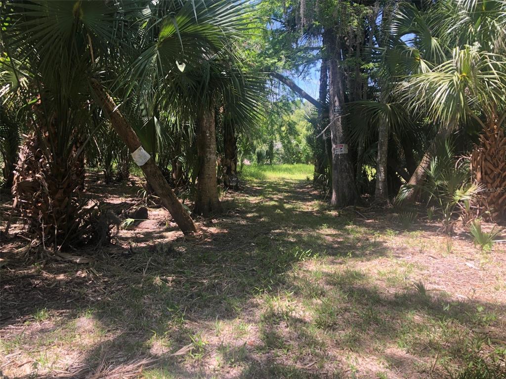 A wooded lot with palm trees and dense vegetation leads to an open grassy area — 241 NOVA DRIVE, SANFORD, FL