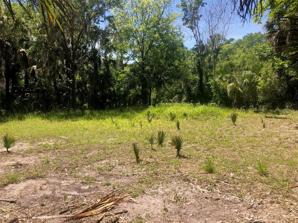 A grassy, partially cleared lot features scattered small palm plants against a dense wooded background — 241 NOVA DRIVE, SANFORD, FL