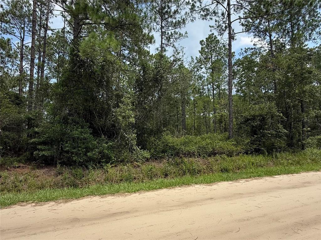 A dirt road runs in front of a densely wooded, undeveloped plot of land — 10620 DELGADO AVENUE, HASTINGS, FL