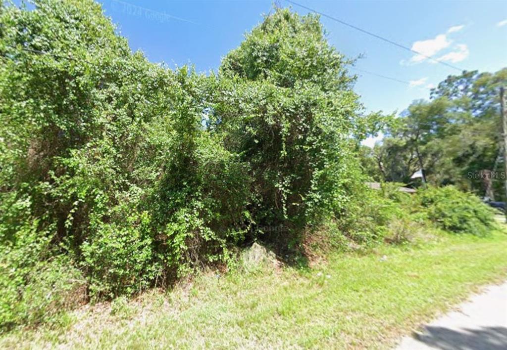 A dense, overgrown patch of trees and shrubs sits next to a grassy roadside — 4935 S ROMANS AVENUE, INVERNESS, FL