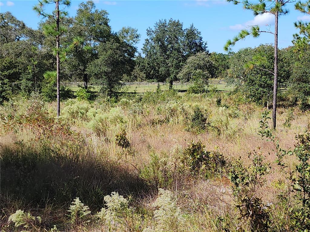 A view of a grassy, overgrown field with scattered trees and a distant fence line — LOT 10 SE 125TH COURT, DUNNELLON, FL