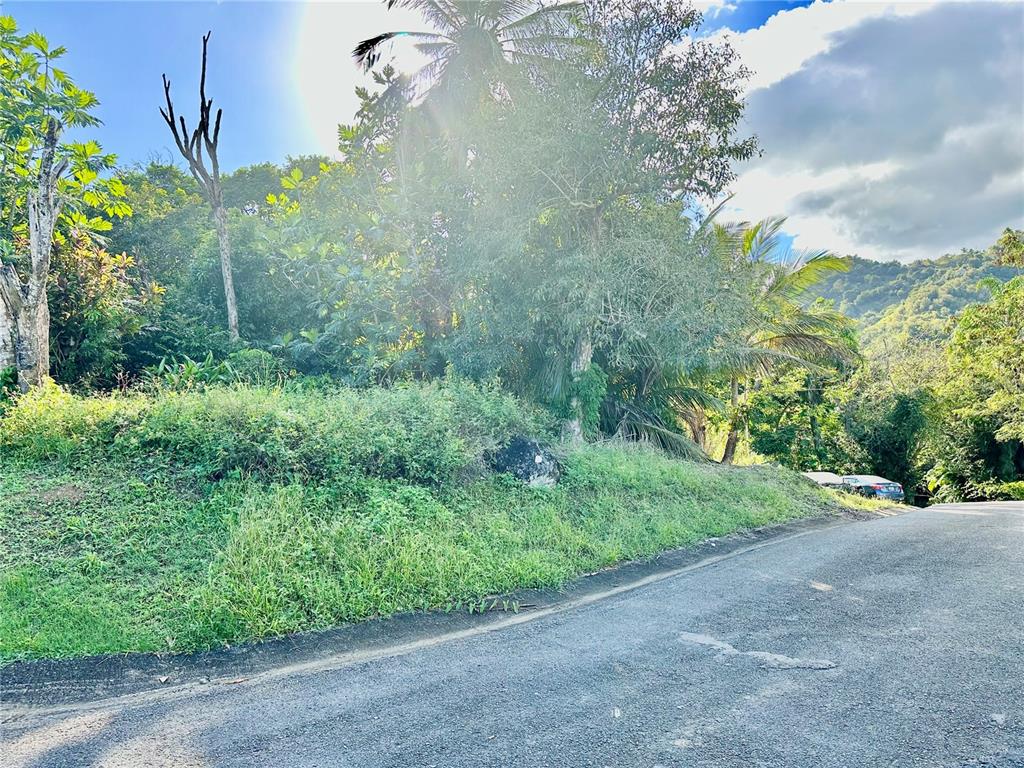 A paved road curves past a grassy, sloped lot filled with trees and tropical vegetation — Road 185 Barrio Cedros ROAD 185 BARRIO CEDROS, CAROLINA, PR