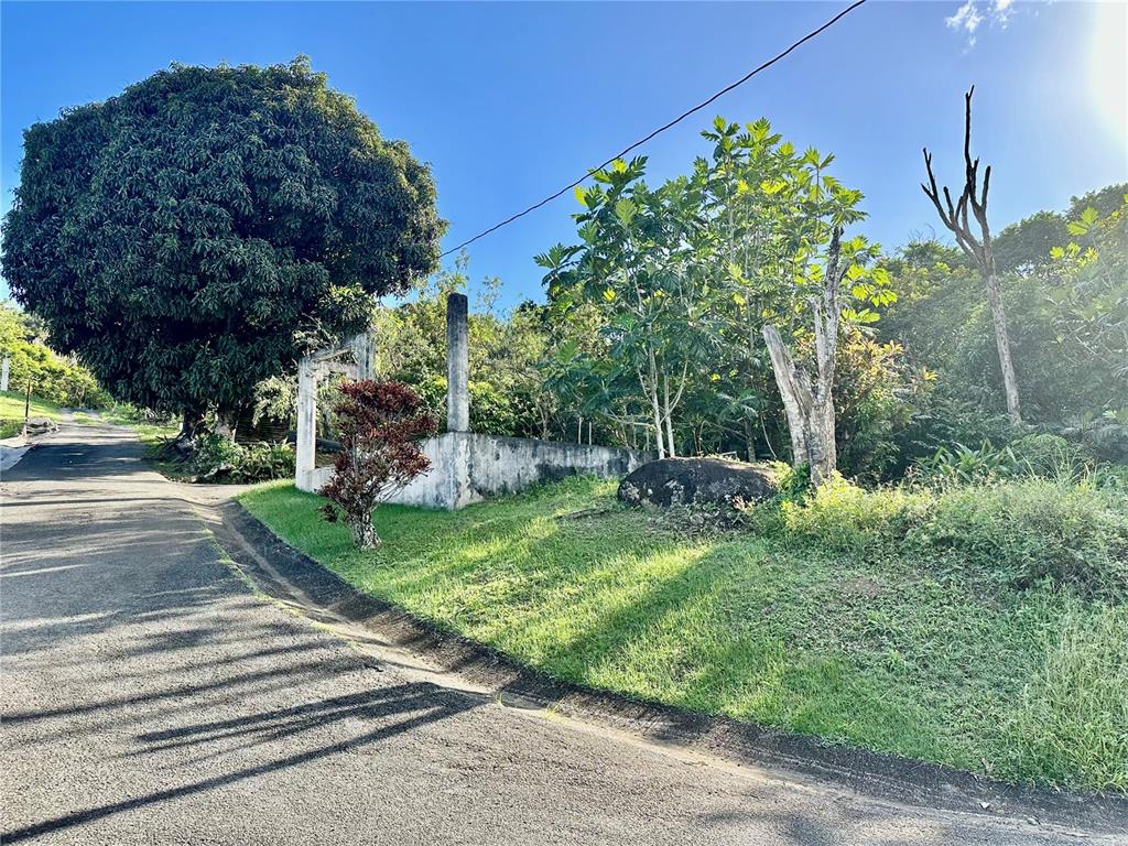 A paved road runs alongside a grassy lot featuring a concrete structure and large trees — Road 185 Barrio Cedros ROAD 185 BARRIO CEDROS, CAROLINA, PR