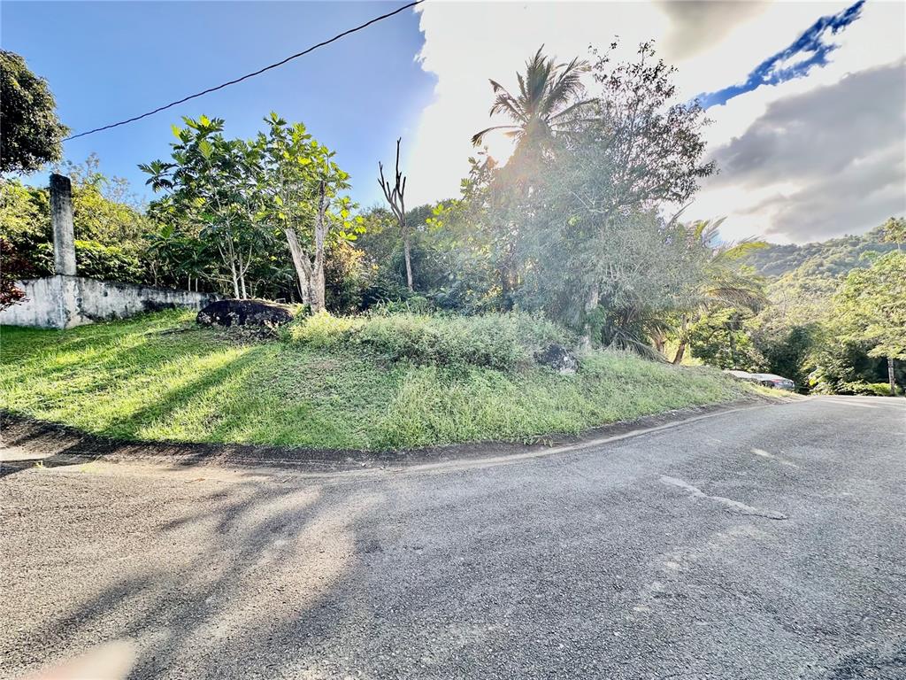 A grassy, elevated corner lot features trees and a concrete wall along a paved road — Road 185 Barrio Cedros ROAD 185 BARRIO CEDROS, CAROLINA, PR