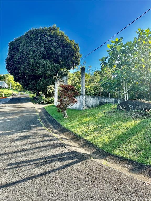 A paved road runs alongside a grassy lot featuring a large tree and concrete ruins — Road 185 Barrio Cedros ROAD 185 BARRIO CEDROS, CAROLINA, PR
