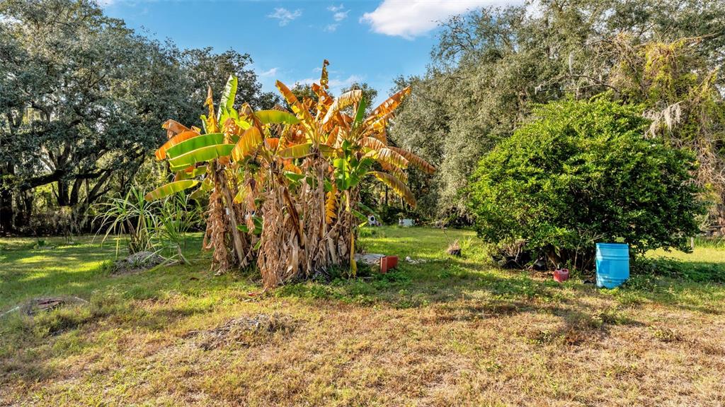 A banana plant and a citrus tree stand in a grassy yard with mature trees — 23 VIOLET STREET, PLANT CITY, FL