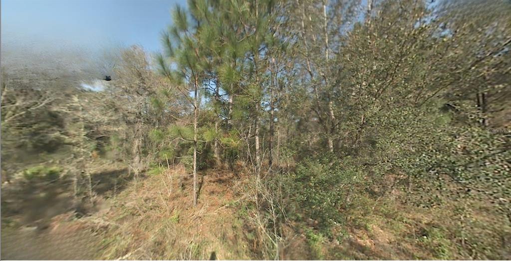 A wooded lot with pine trees and dense undergrowth under a clear blue sky — SW 22ND STREET, OCALA, FL