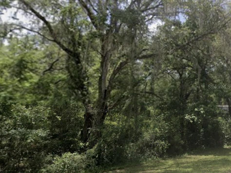 A dense cluster of mature trees with Spanish moss stands above thick underbrush — LAKE LINDSEY ROAD, NOBLETON, FL