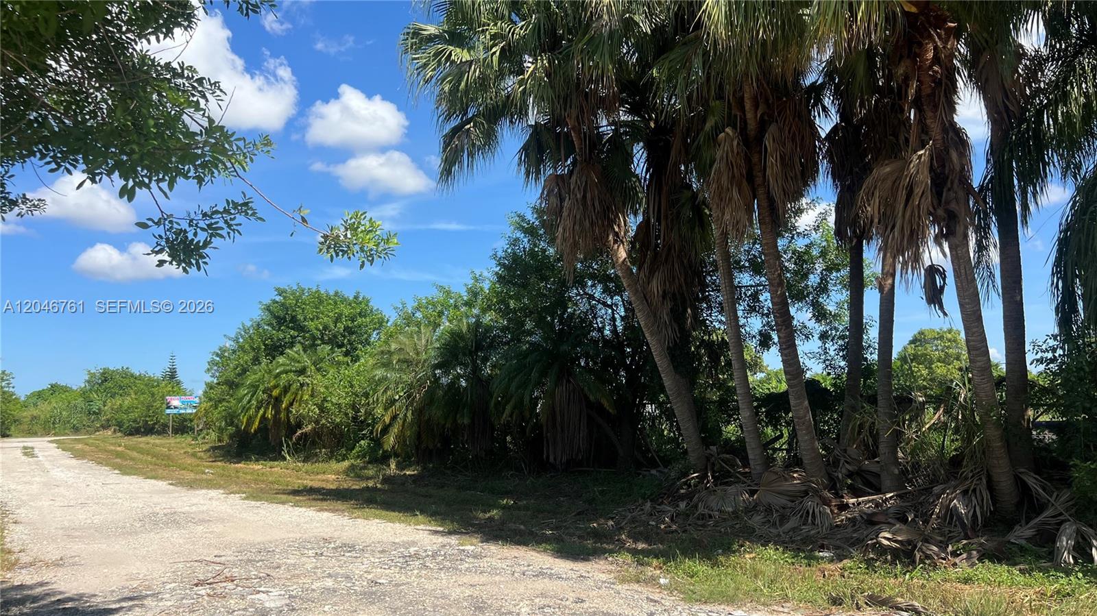 A dirt road runs alongside a cluster of palm trees and dense vegetation under a sky — 15820 SW 209th Ave, Miami FL 33187, MIAMI, FL
