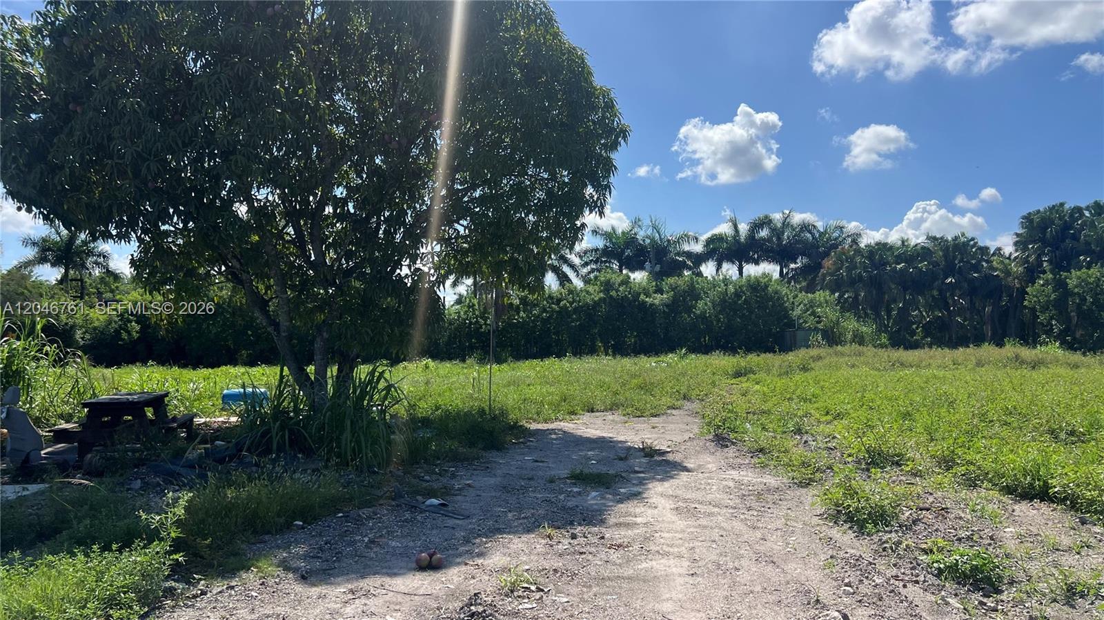 A dirt path leads through a grassy, undeveloped lot with a large tree — 15820 SW 209th Ave, Miami FL 33187, MIAMI, FL