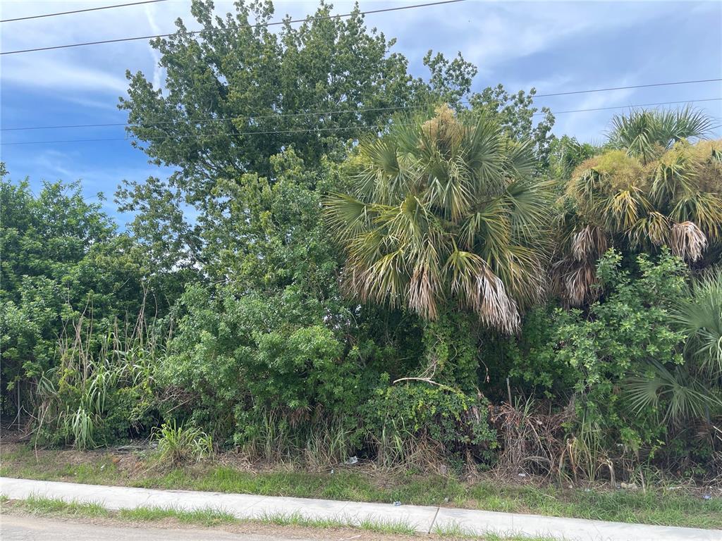 A dense thicket of trees, shrubs, and palm trees grows behind a concrete sidewalk — 0 SCALLOP, PORT RICHEY, FL