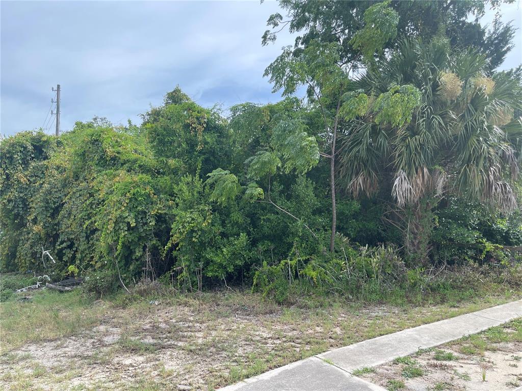 A vacant, overgrown lot with dense vegetation and a palm tree next to a sidewalk — 0 SCALLOP, PORT RICHEY, FL