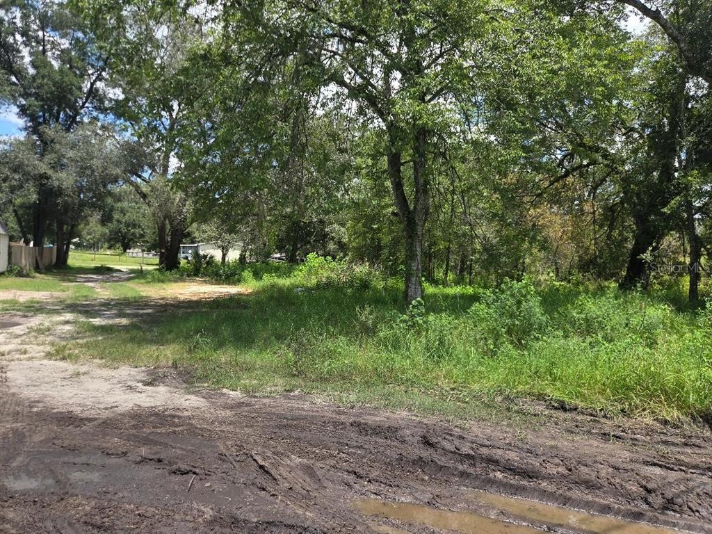 A dirt road leads to a wooded, undeveloped lot with tall grass and mature trees — 39249 LIZABETH CIRCLE, ZEPHYRHILLS, FL